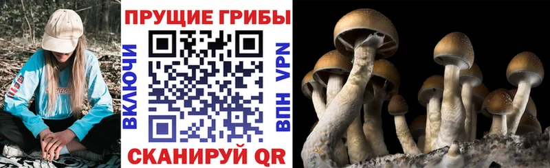 Псилоцибиновые грибы Psilocybine cubensis Гусиноозёрск